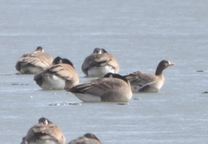 Greater White-fronted Goose - ML83757711