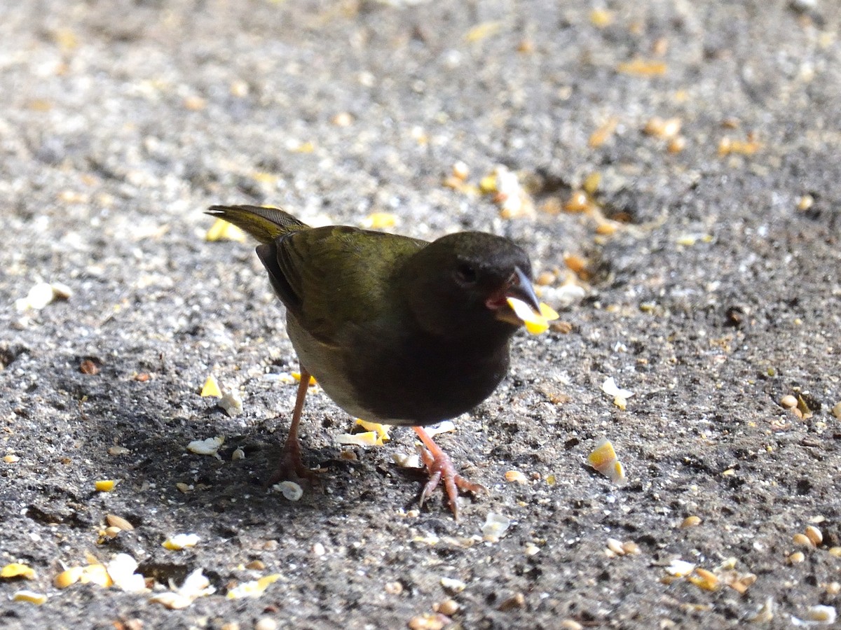 Black-faced Grassquit - ML83758351