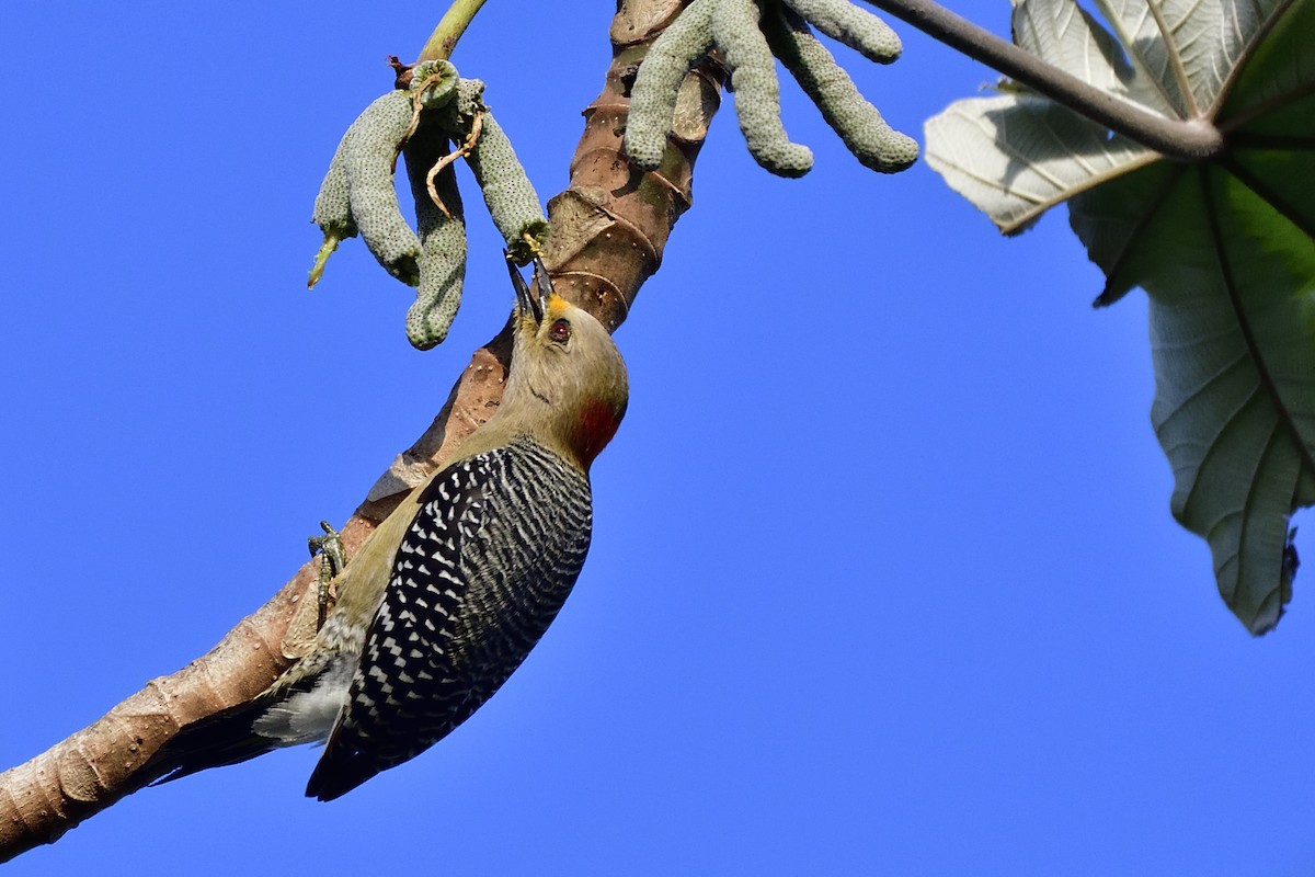 Yucatan Woodpecker - ML83759771