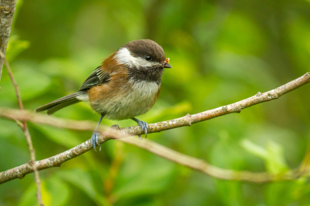 Chestnut-backed Chickadee - Kyle Blaney