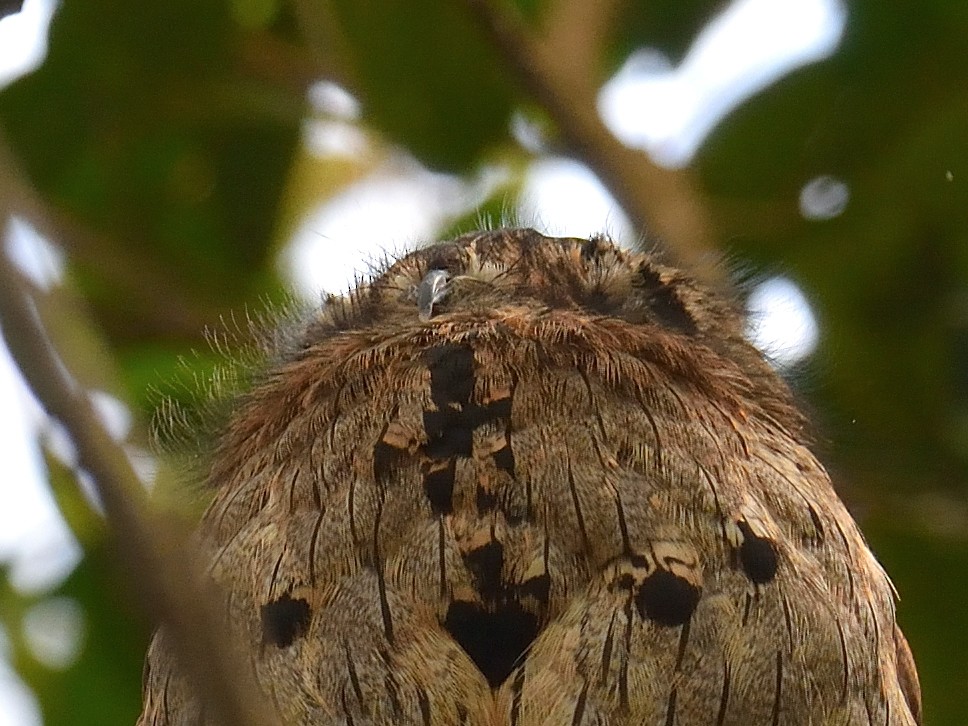 Northern Potoo - nancy boutin