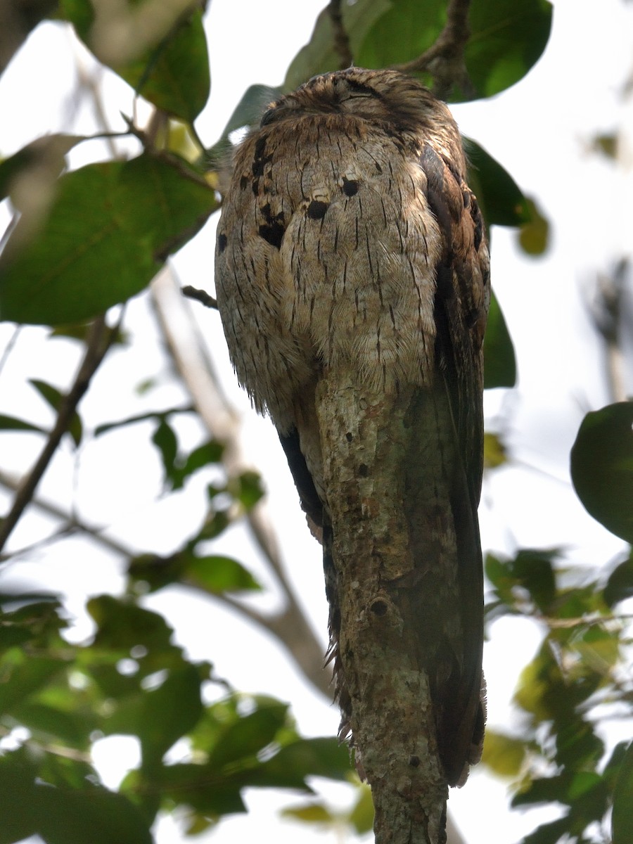 Northern Potoo - ML83760721