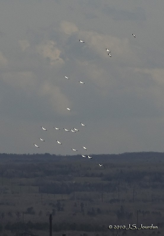 American White Pelican - ML83761661