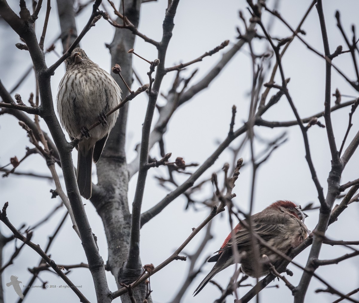 House Finch - ML83761811