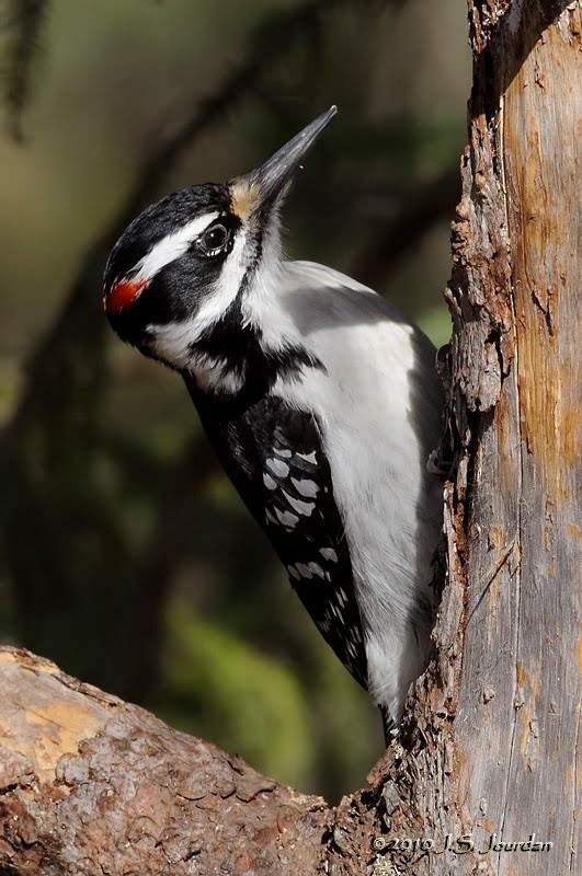 Hairy Woodpecker - Jerome Jourdan