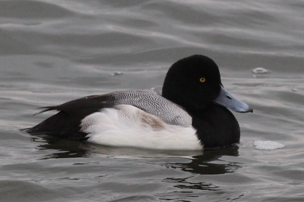 Greater Scaup - ML83764181