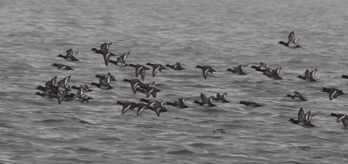 Greater Scaup - ML83764201