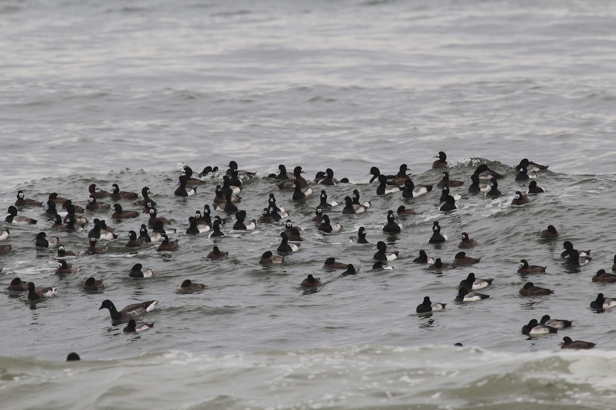 Greater Scaup - ML83764231