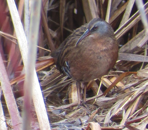 Virginia Rail - Steve Nord