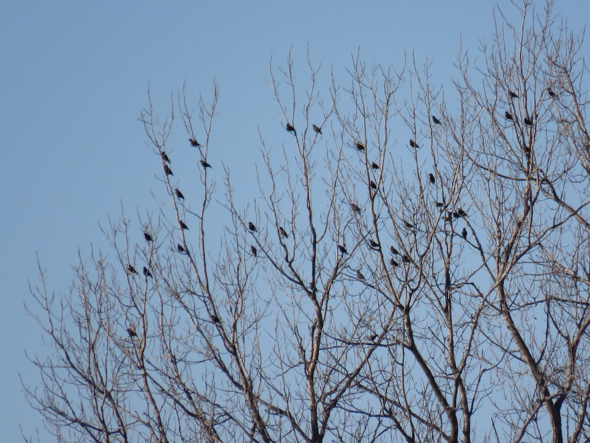 European Starling - ML83772911