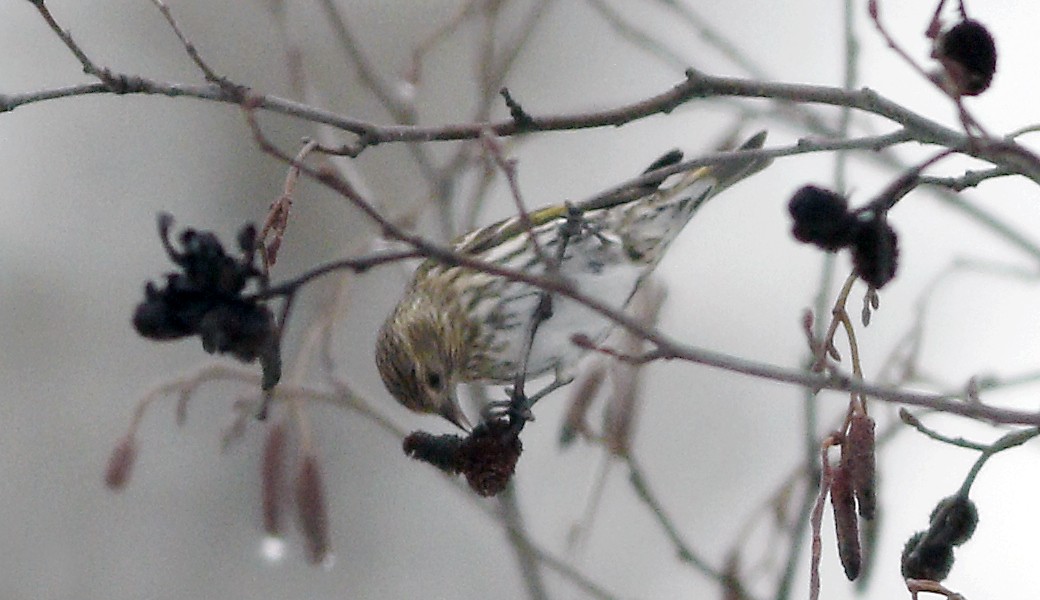 Pine Siskin - ML83774011