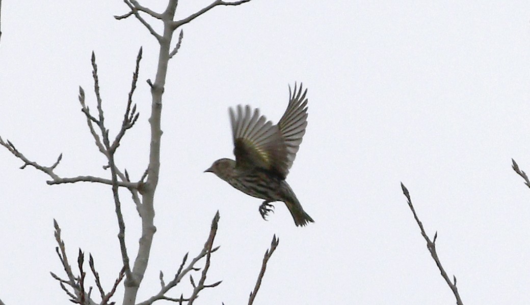 Pine Siskin - Gary Jarvis