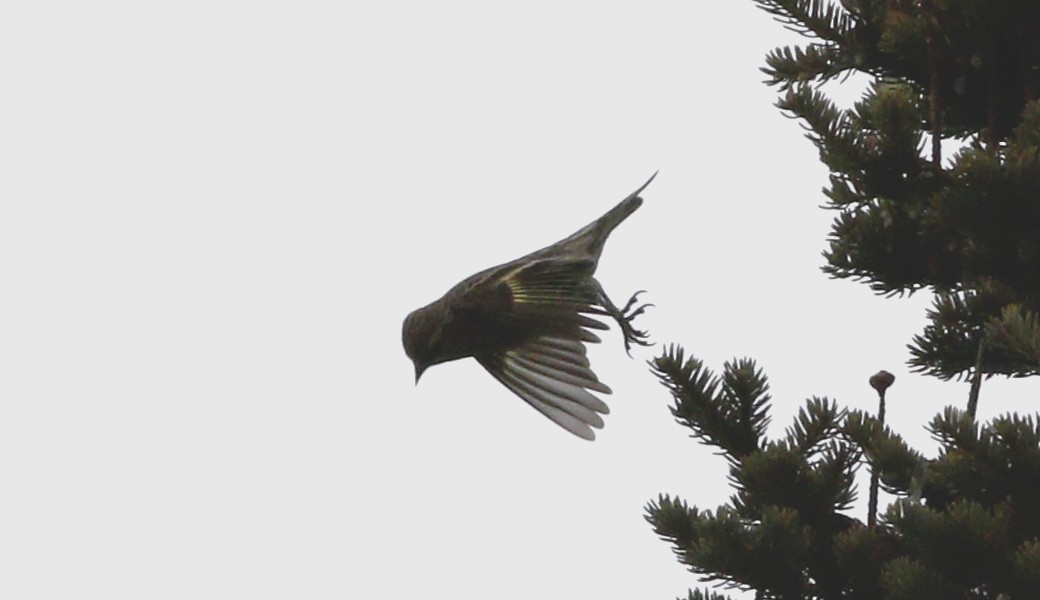 Pine Siskin - ML83774071