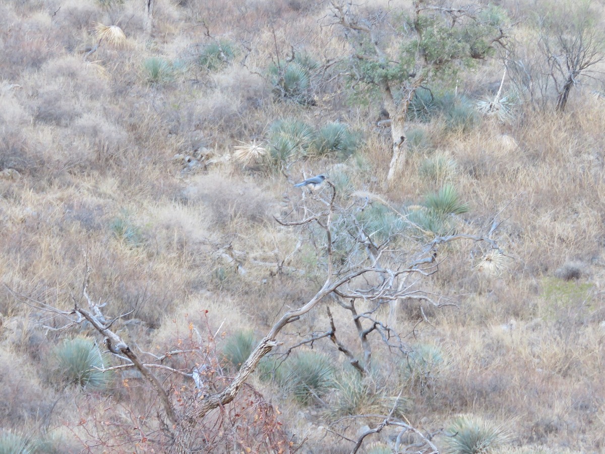 Mexican Jay - ML83775081