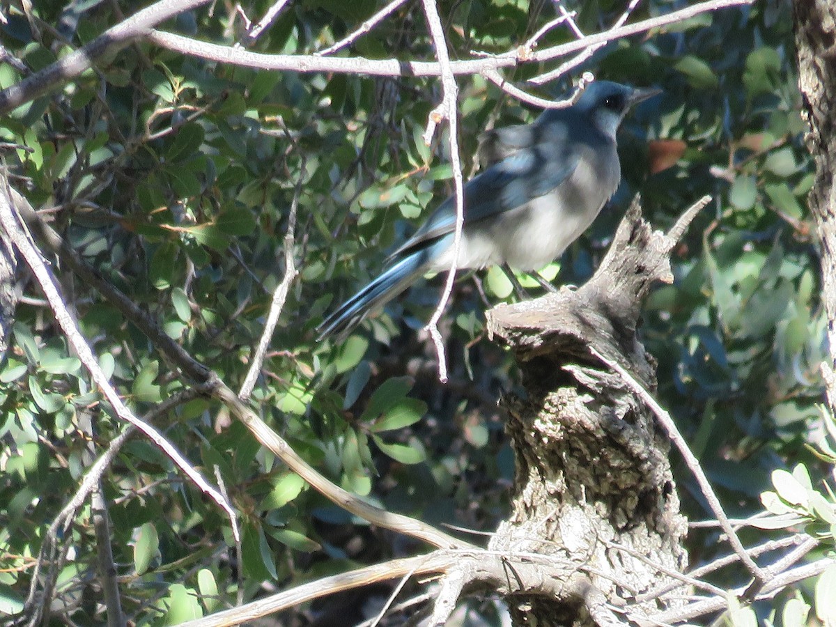Mexican Jay - ML83775091