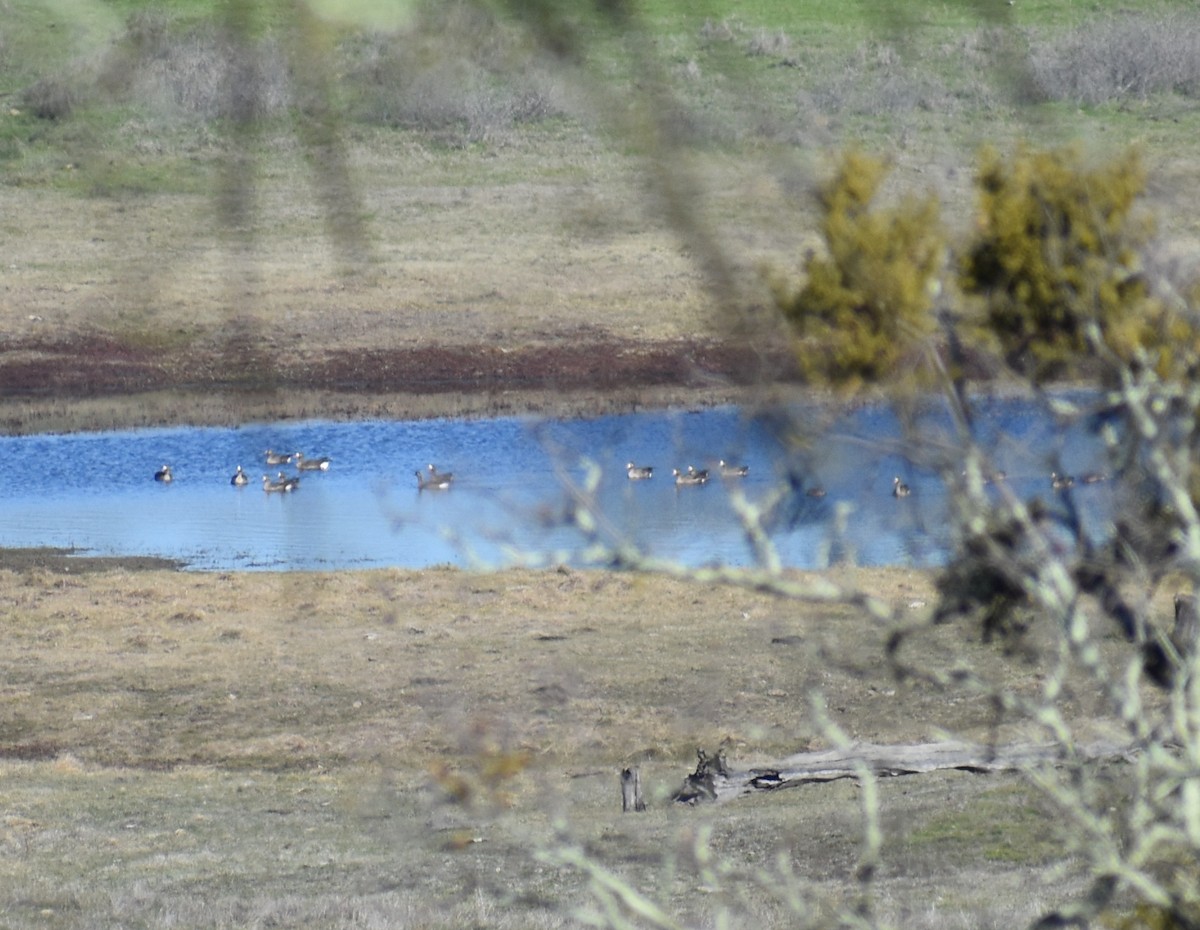 Greater White-fronted Goose - ML83777301