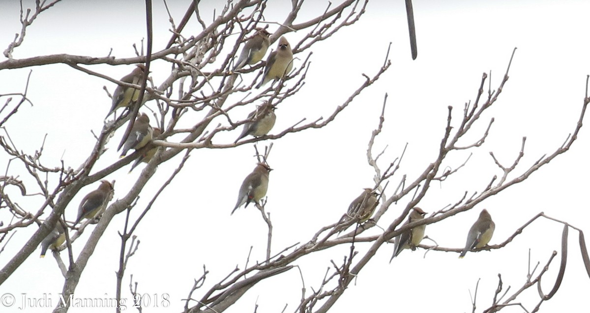 Cedar Waxwing - ML83779891