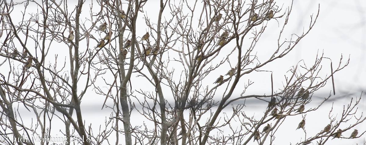 Cedar Waxwing - ML83779901