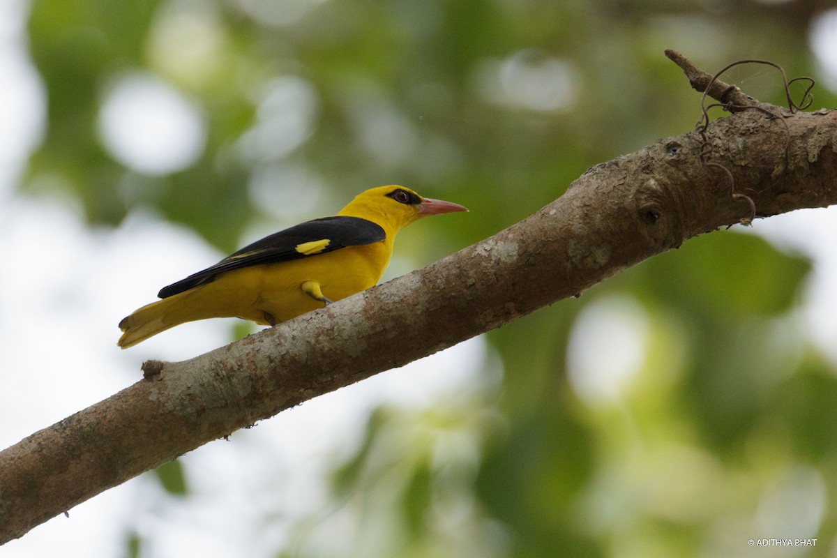Indian Golden Oriole - ML83780351