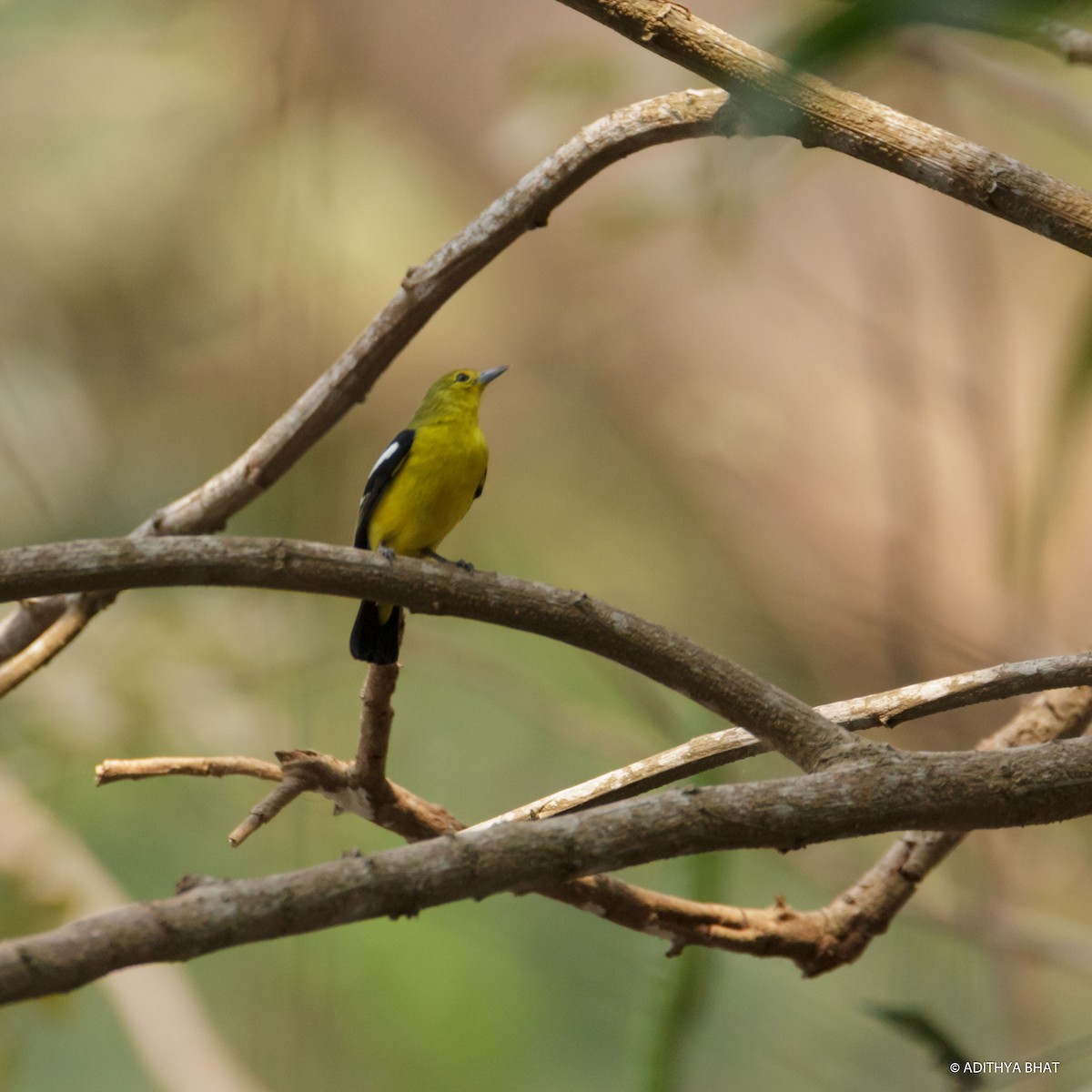 Common Iora - ML83780431