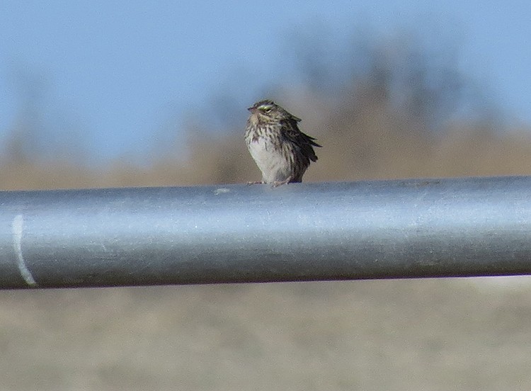 Savannah Sparrow - ML83781251