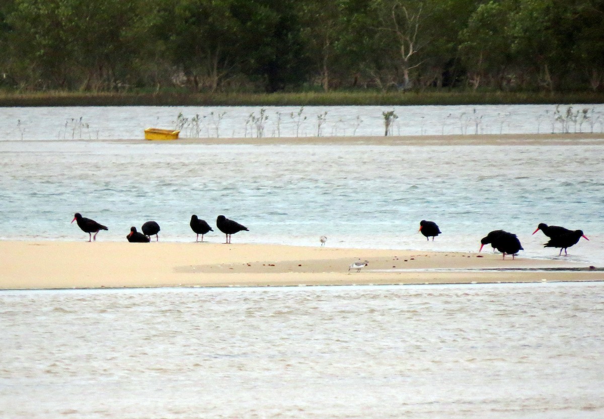 African Oystercatcher - ML83781661