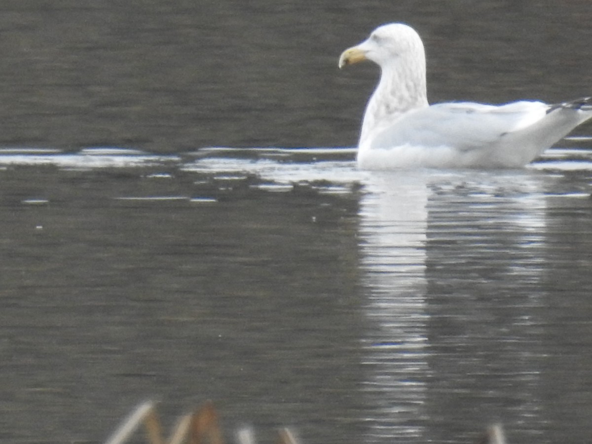 Gaviota Argéntea - ML83783131