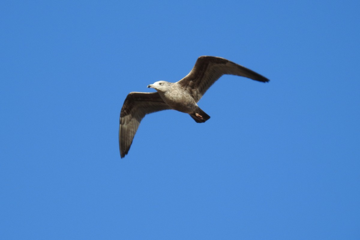 Herring Gull - ML83784061