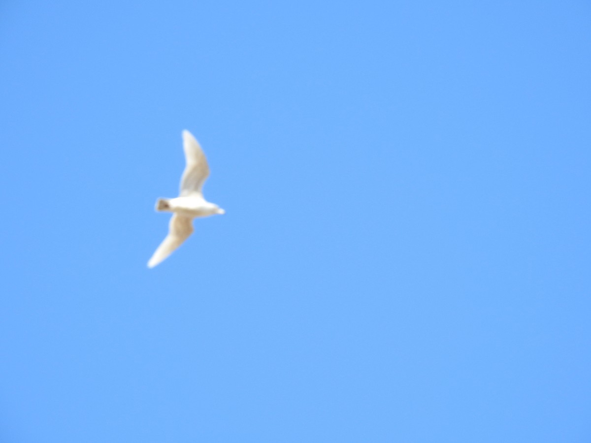 Iceland Gull - ML83784171