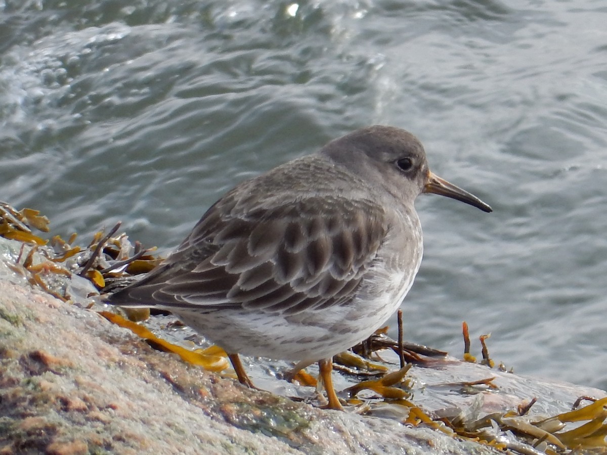 Purple Sandpiper - ML83784461