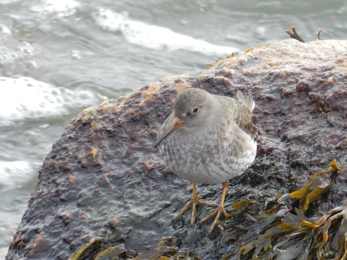 Purple Sandpiper - ML83784471