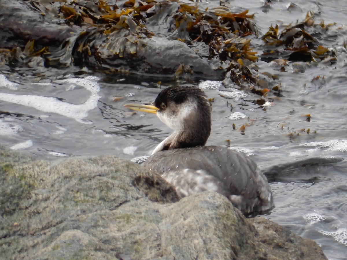 Murgil lepagorria - ML83784541