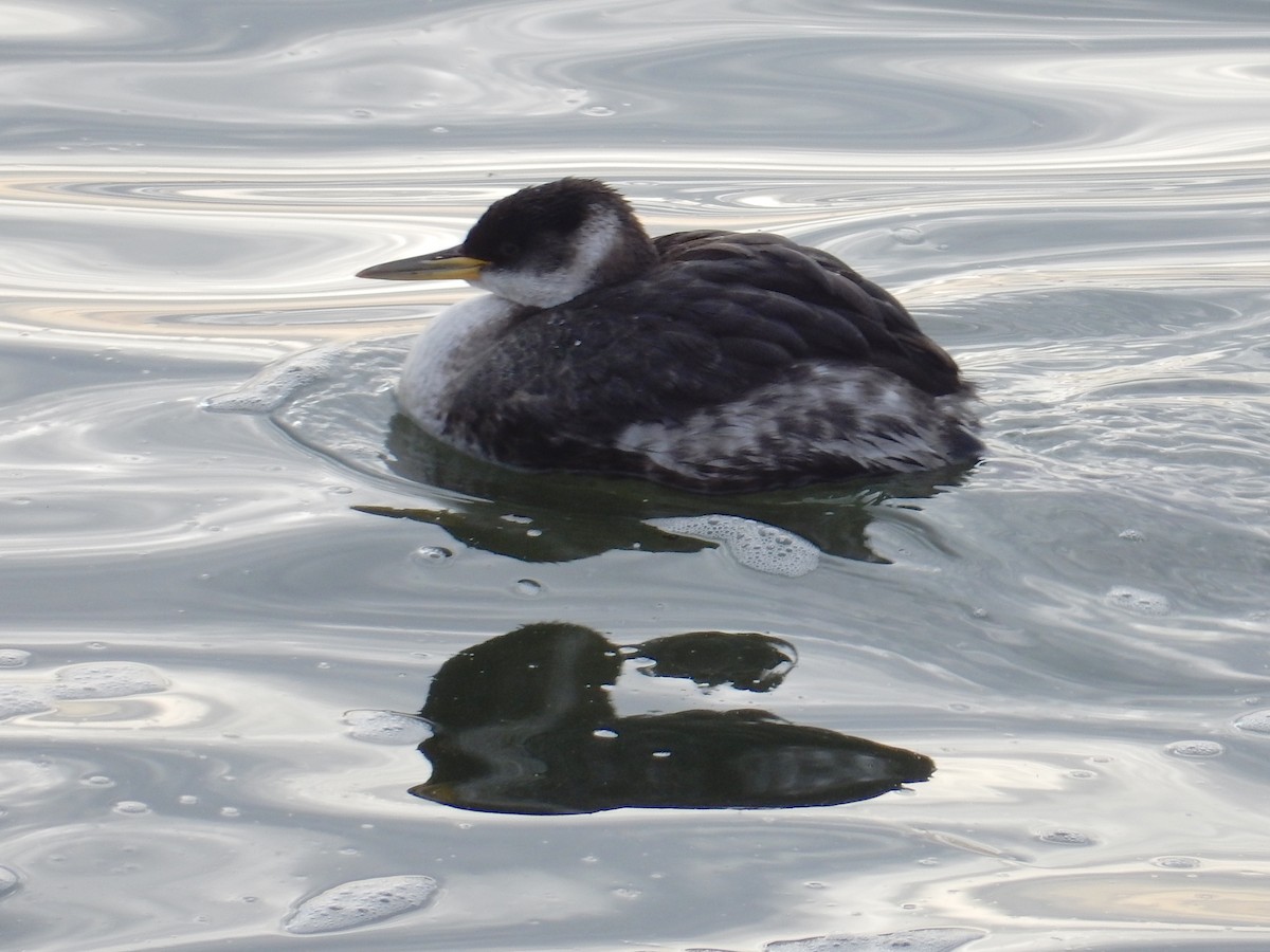 Red-necked Grebe - ML83784561