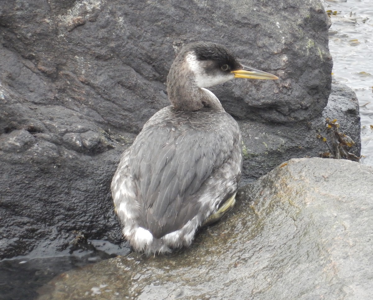 Murgil lepagorria - ML83784571