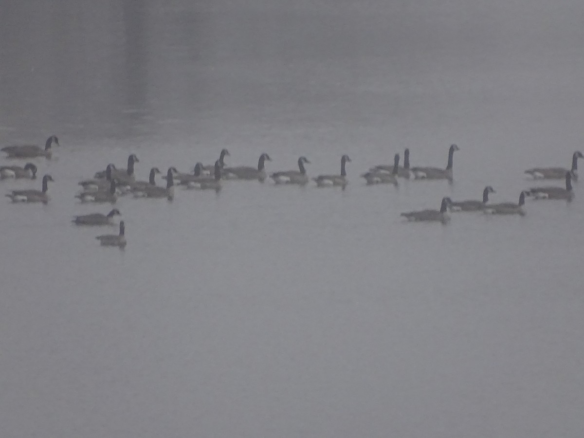 Canada Goose - ML83786711