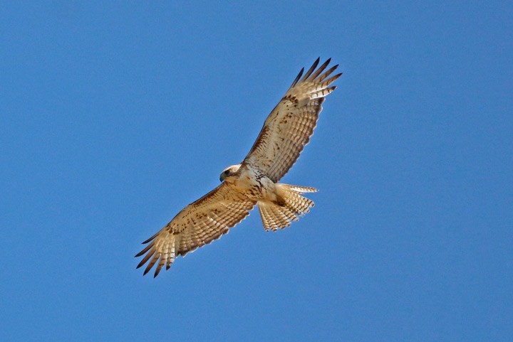 Kızıl Kuyruklu Şahin - ML83787571