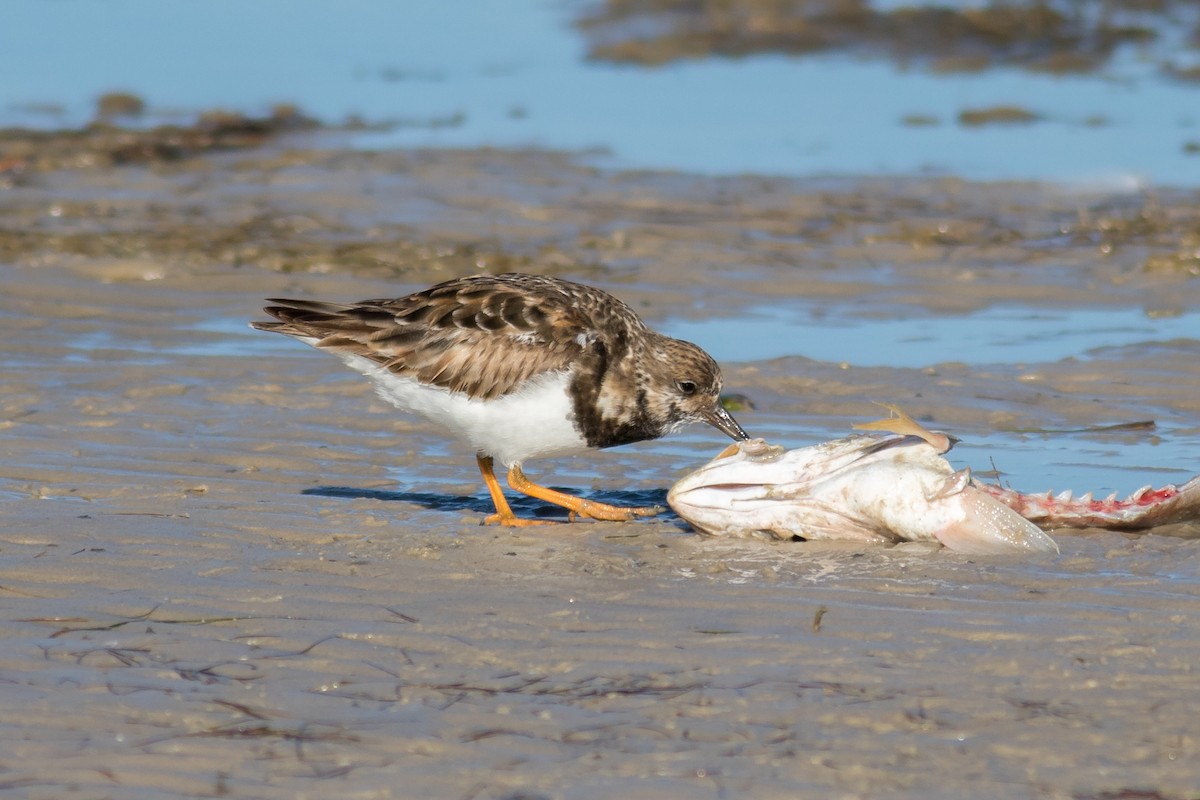 Ruddy Turnstone - Kris Perlberg