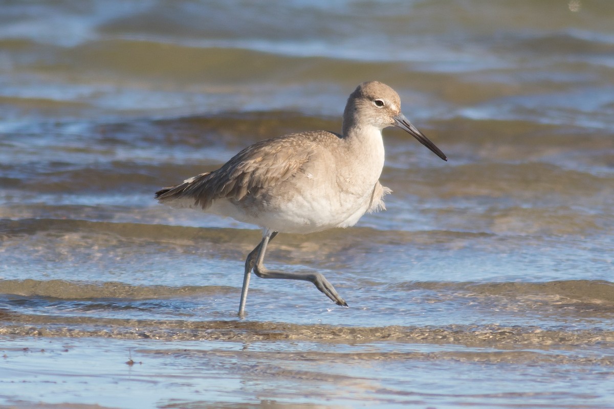 Willet - ML83790301