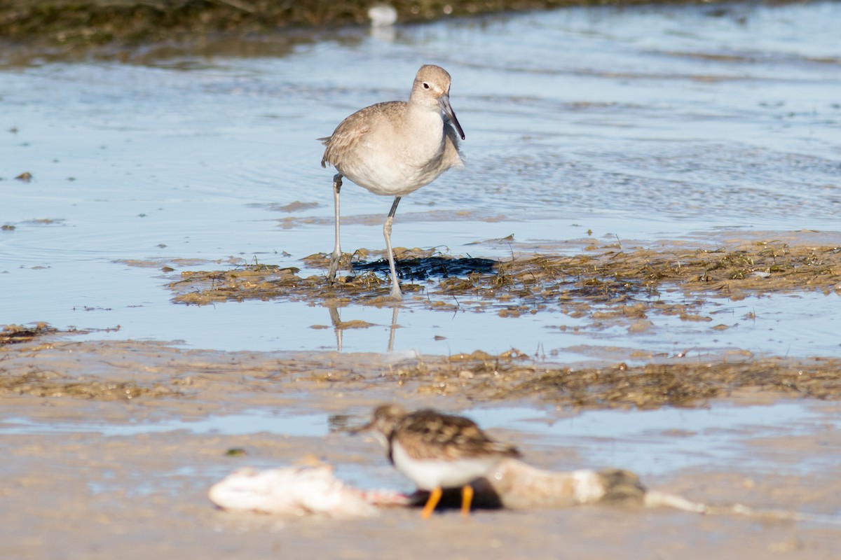 Willet - Kris Perlberg