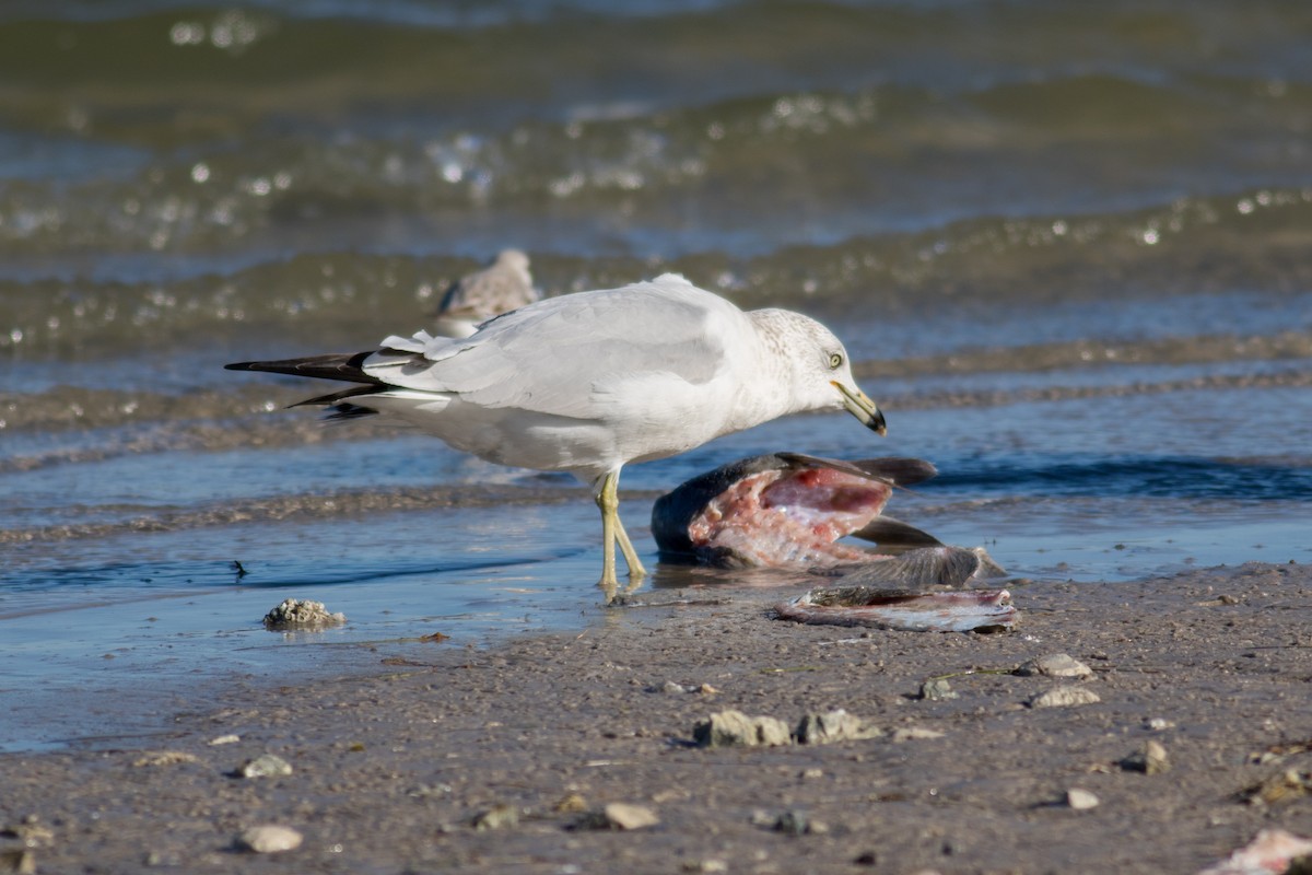 Ring-billed Gull - ML83790371