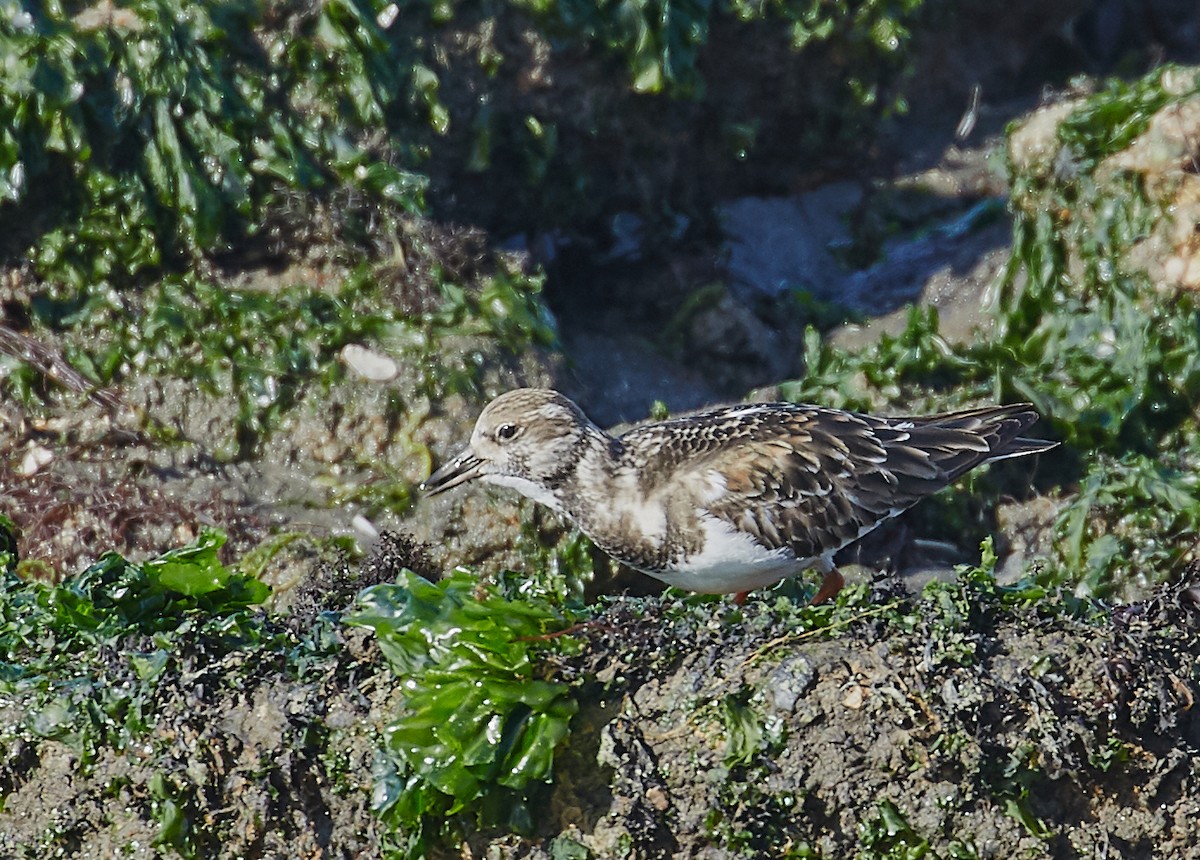 Ruddy Turnstone - ML83790961