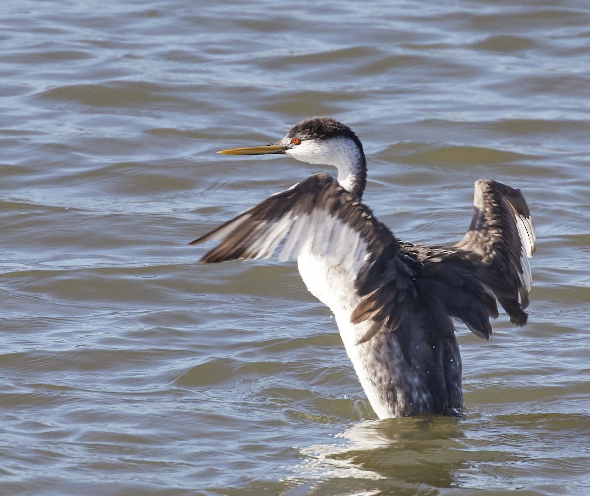 Western Grebe - ML83791081