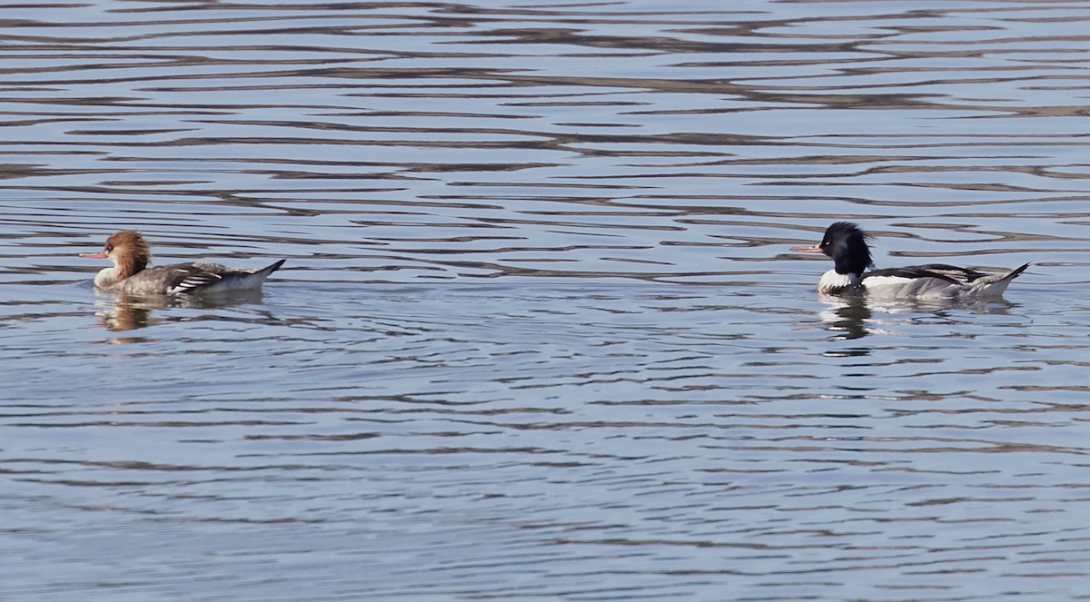 Red-breasted Merganser - ML83791141