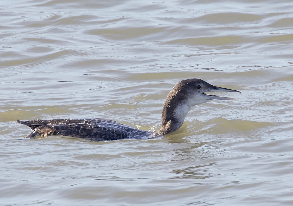 Plongeon huard - ML83791281