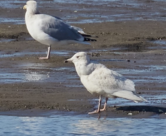 Glaucous Gull - ML83791511