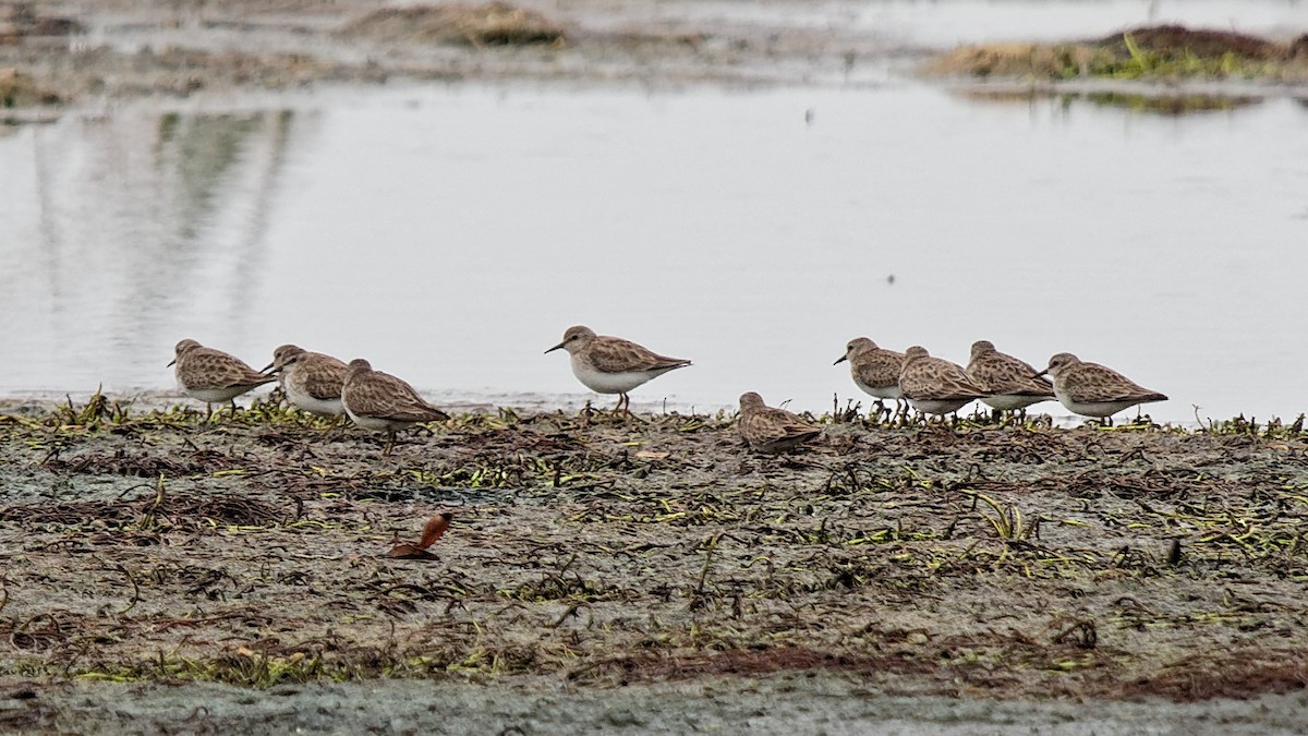 Least Sandpiper - ML83791891