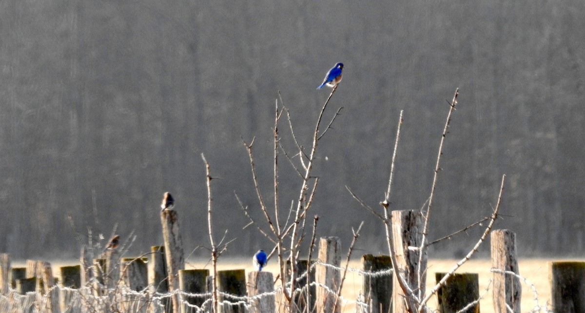 Eastern Bluebird - shelley seidman