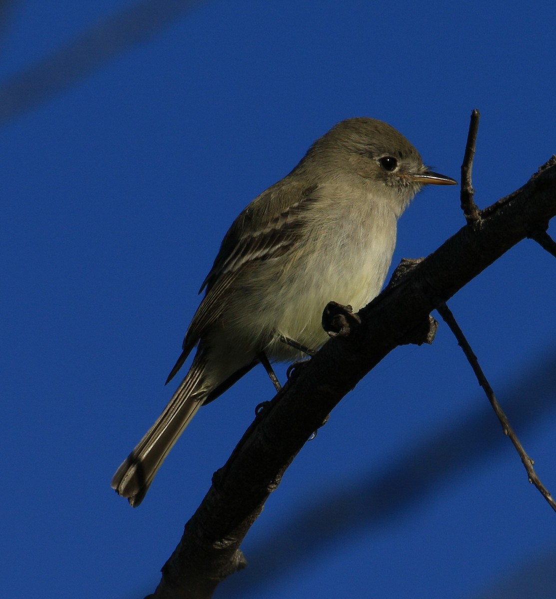 Gray Flycatcher - ML83792191