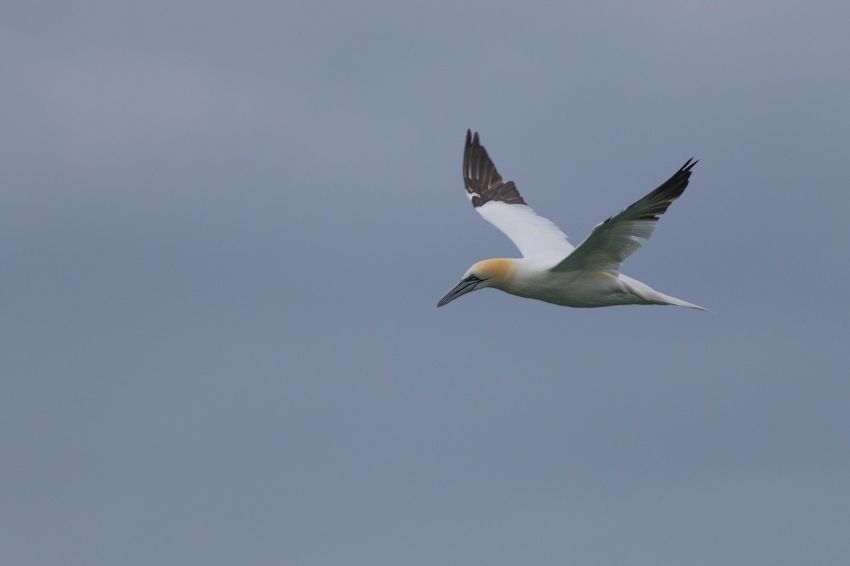 Northern Gannet - ML83792281