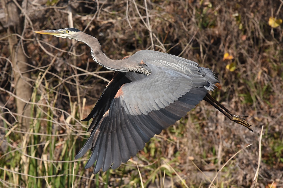 Great Blue Heron - ML83792681